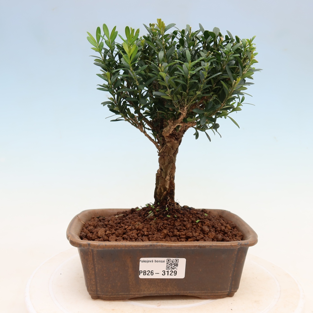 Zimmer Bonsai - Buxus harlandii - Korkbuxus