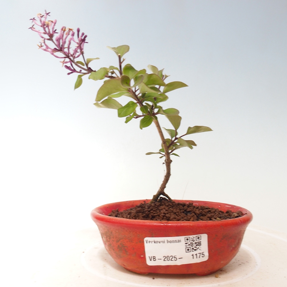 Bonsai für draußen - Syringa Meyeri Palibin - Meyer's Flieder