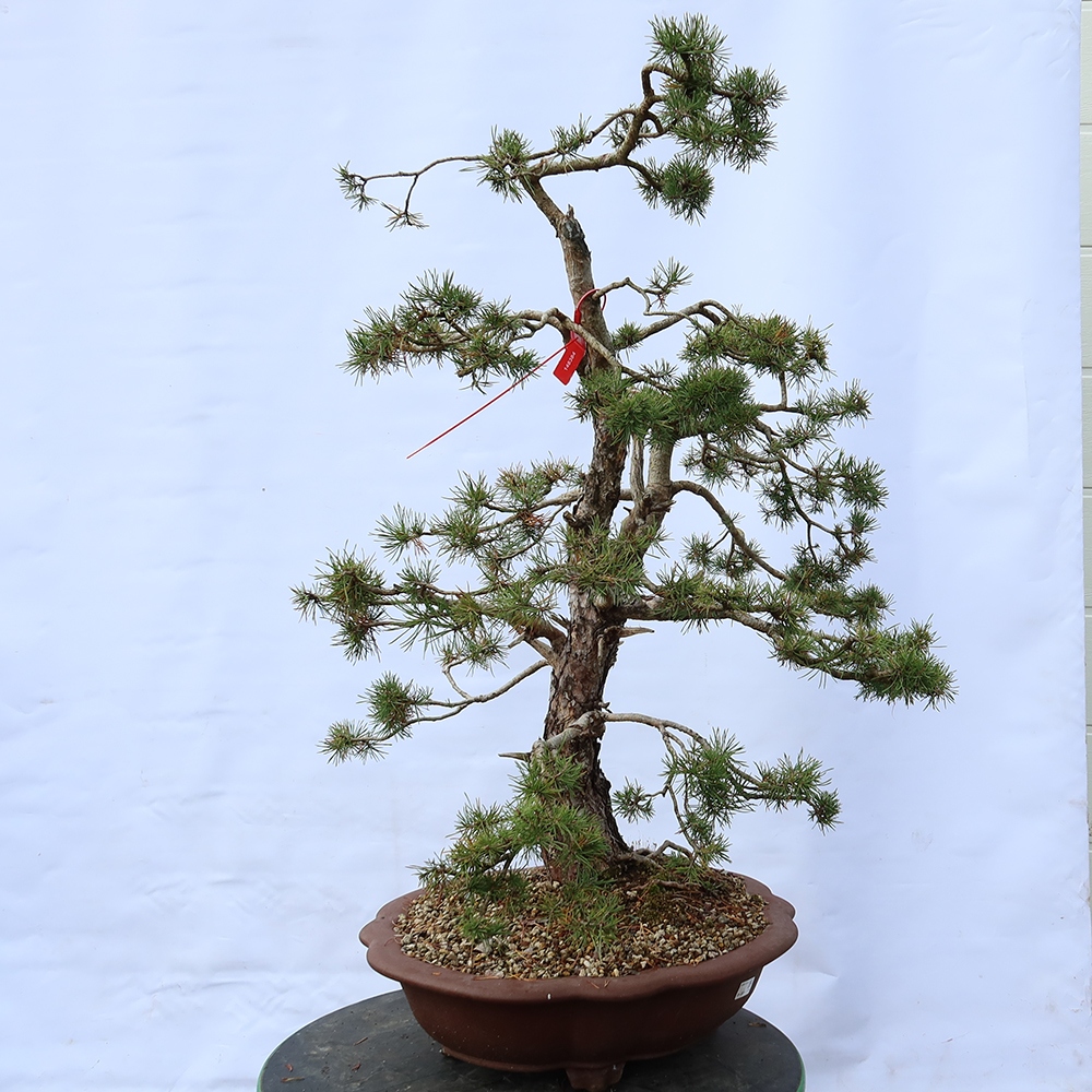 Pinus sylvestris Spanien – Waldkiefer