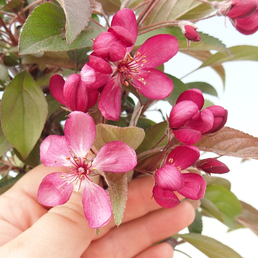 Outdoor-Bonsai -Malus domestica - Kleinfrüchtiger rotblättriger Apfelbaum