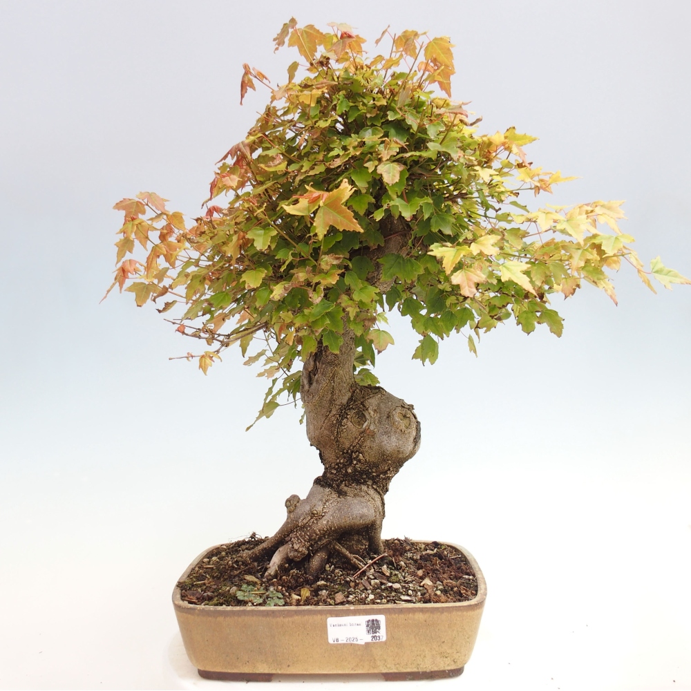 Bonsai für draußen - Acer Buergerianum - Bergahorn