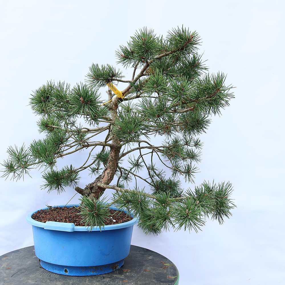 Pinus sylvestris Spanien – Waldkiefer