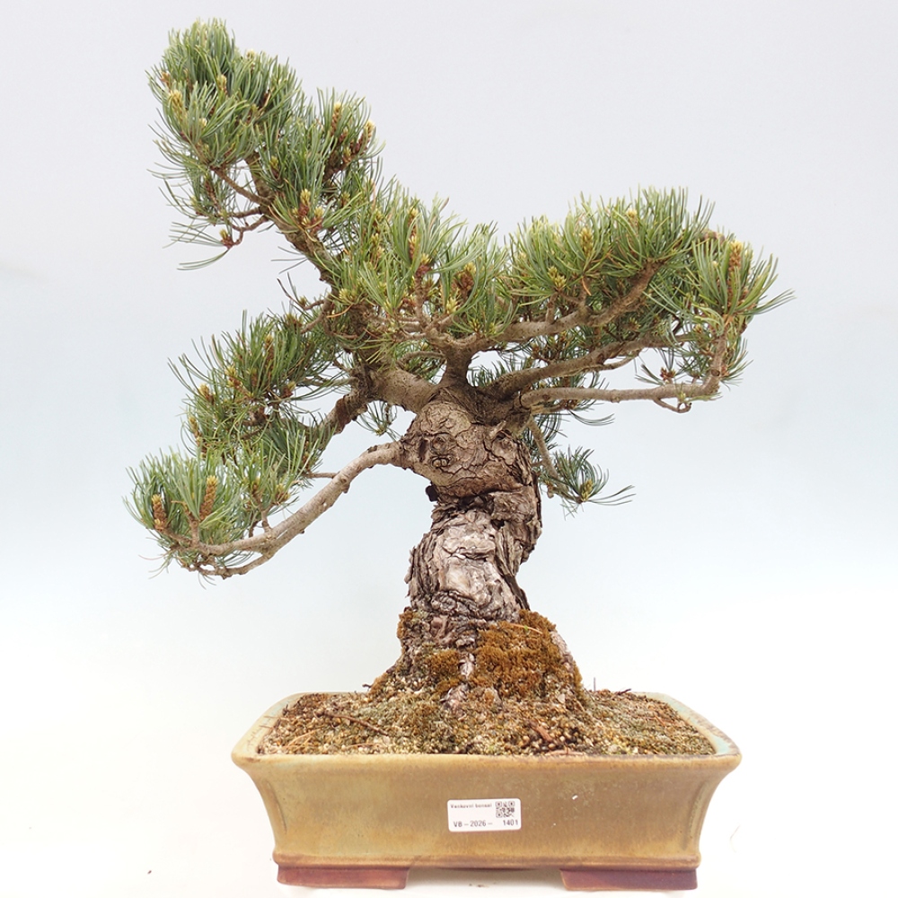 Bonsai für draußen - Pinus parviflora - Pinus parviflora