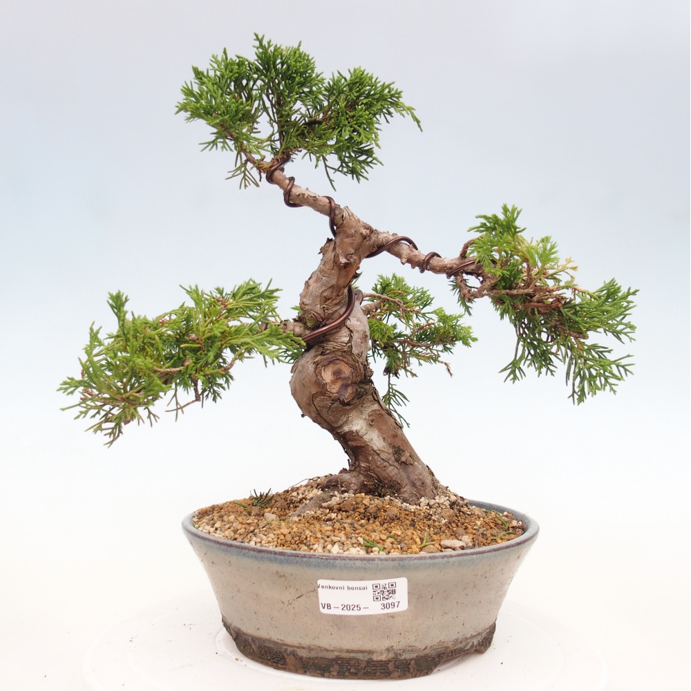 Bonsai für draußen - Juniperus chinensis Itoigawa