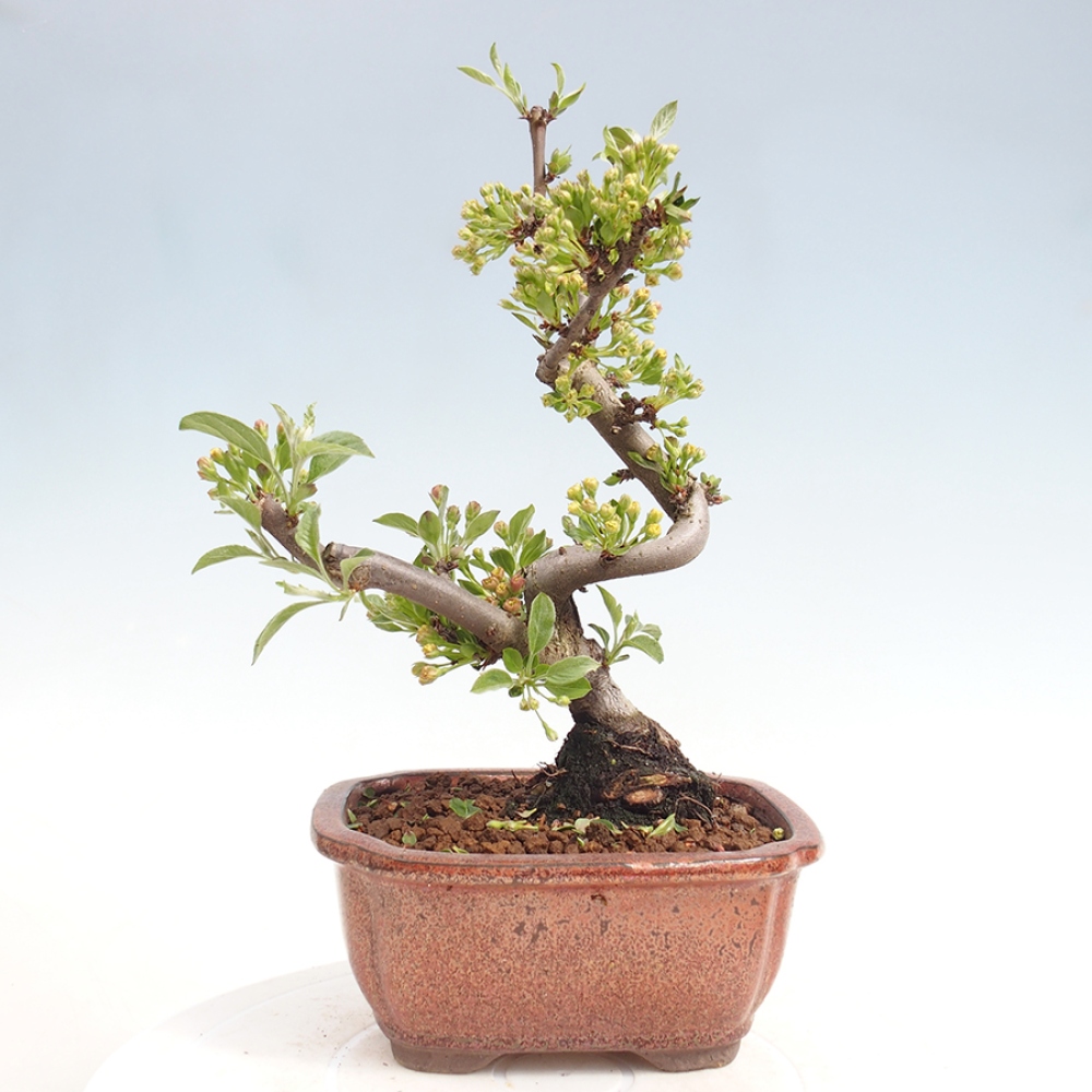 Outdoor Bonsai - Malus sargentii - Kleinfrüchtiger Apfelbaum