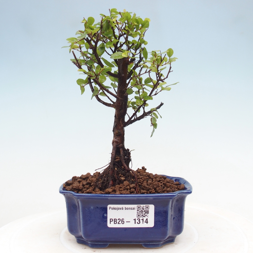 Zimmer Bonsai - Sageretia thea - Sageretia thea
