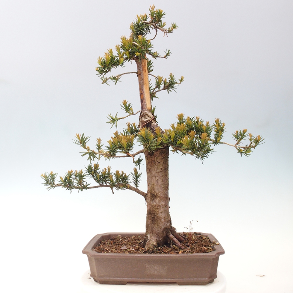Bonsai für draußen - Taxus cuspidata - Japanische Eibe
