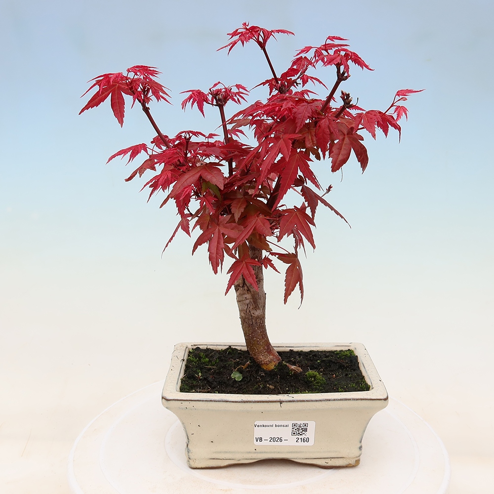 Bonsai für draußen - Acer palmatum DESHOJO