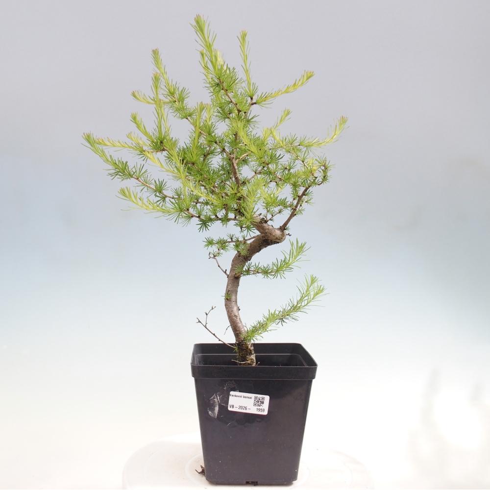 Bonsai für draußen -Larix decidua - Lärche