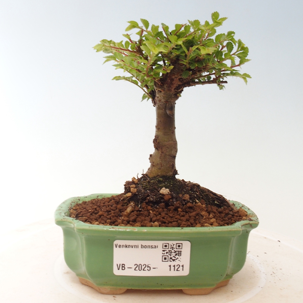 Bonsai für draußen - Ulmus parvifolia Sagei - Kleinblättrige Ulme