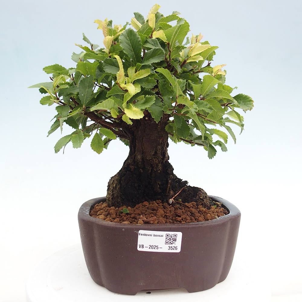Bonsai für draußen - Zelkova - Zelkova NIRE