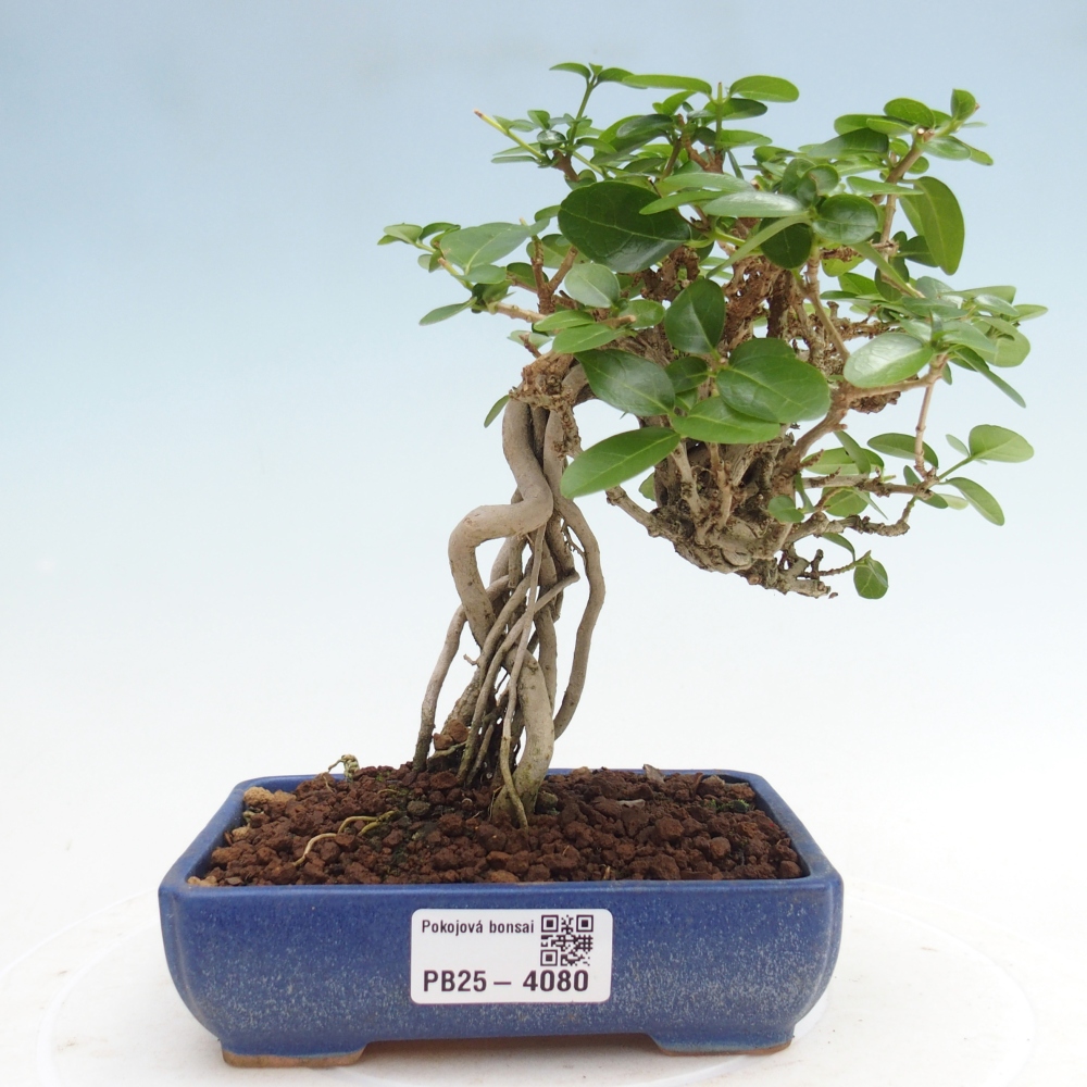 Zimmerbonsai - Premna serratifolia - Kozlovna malolista