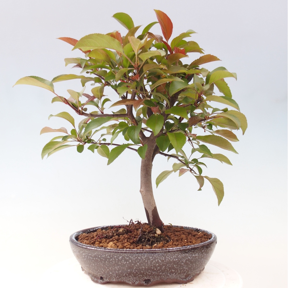Outdoor-Bonsai -Malus domestica - Kleinfrüchtiger rotblättriger Apfelbaum