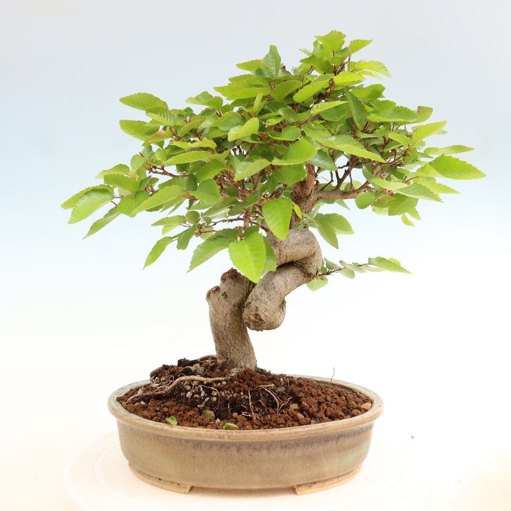 Bonsai für draußen - Karpinus Coreana - Koreanische Hainbuche