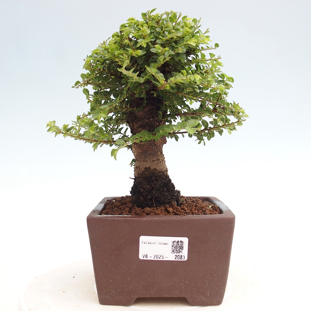 Bonsai für draußen - Ulmus parvifolia Hokkaido - Chinesische Ulme
