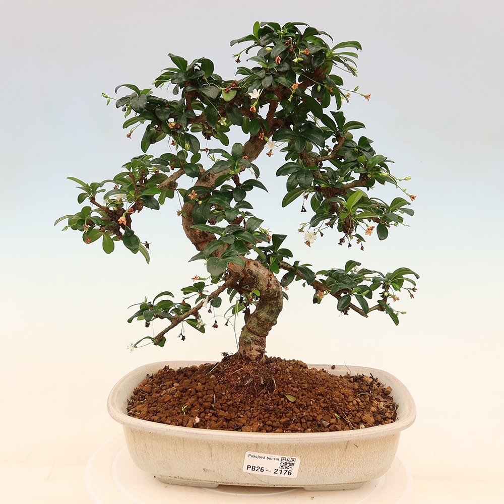Zimmer-Bonsai - Carmona macrophylla - Tee-Fuki
