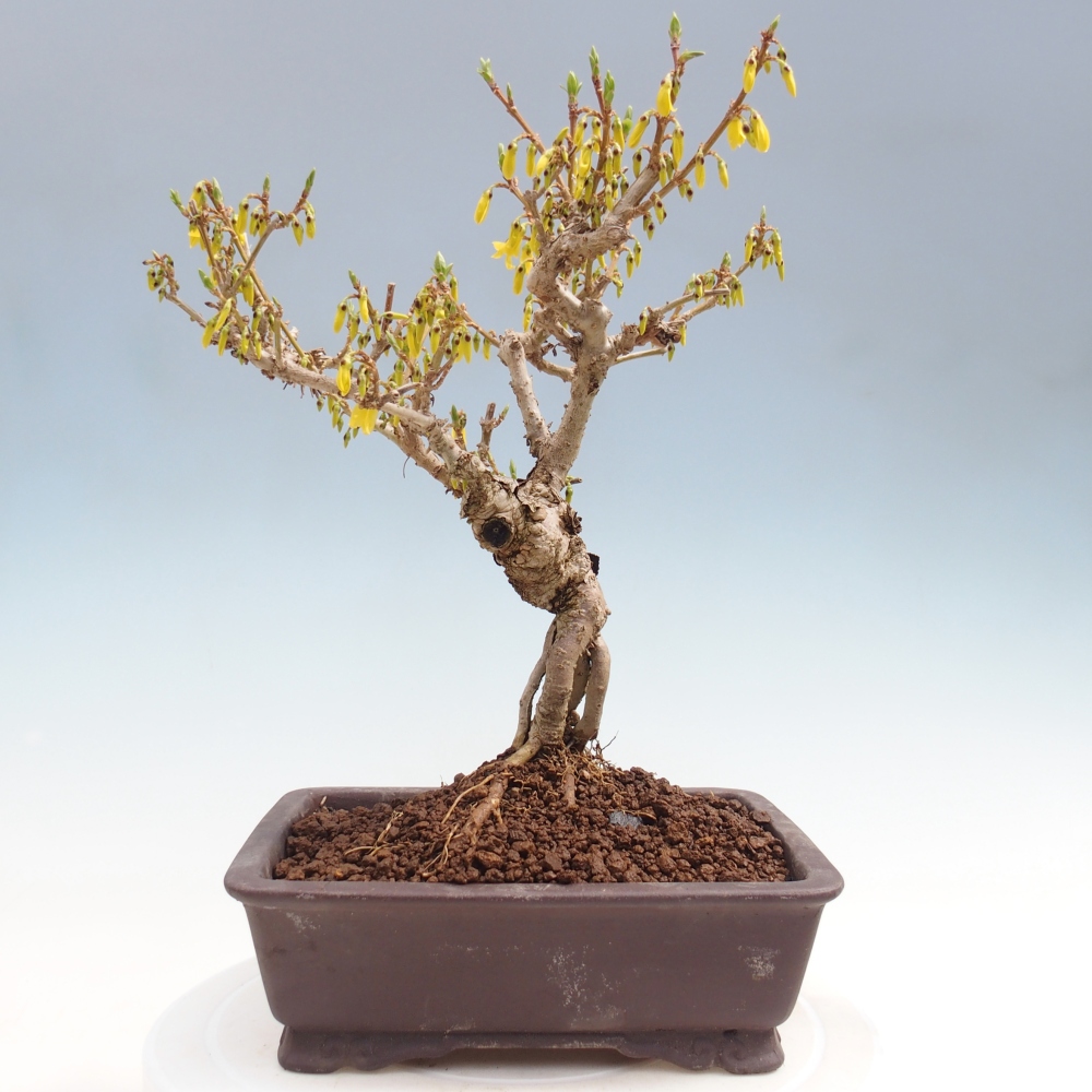 Bonsai für draußen - Zlatice - Forsythia koreana