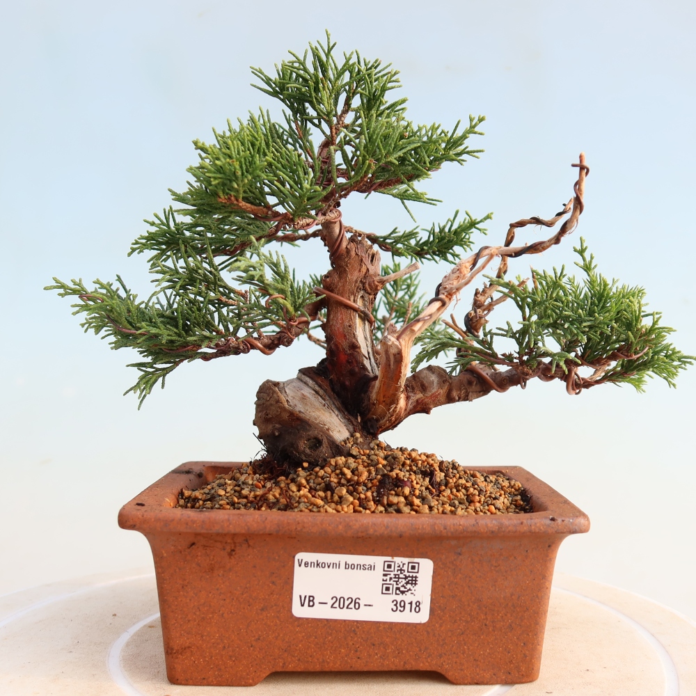 Bonsai für draußen - Juniperus chinensis Itoigawa