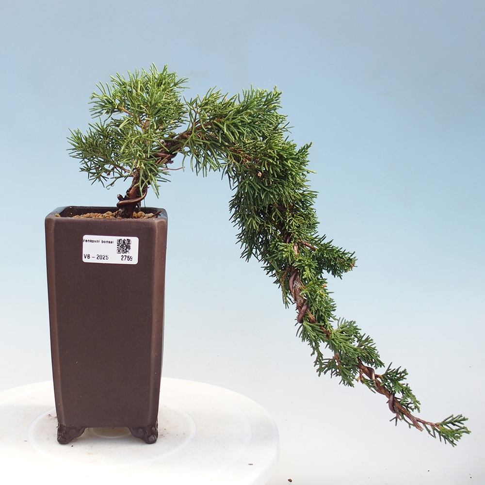 Bonsai für draußen - Juniperus chinensis Kishu