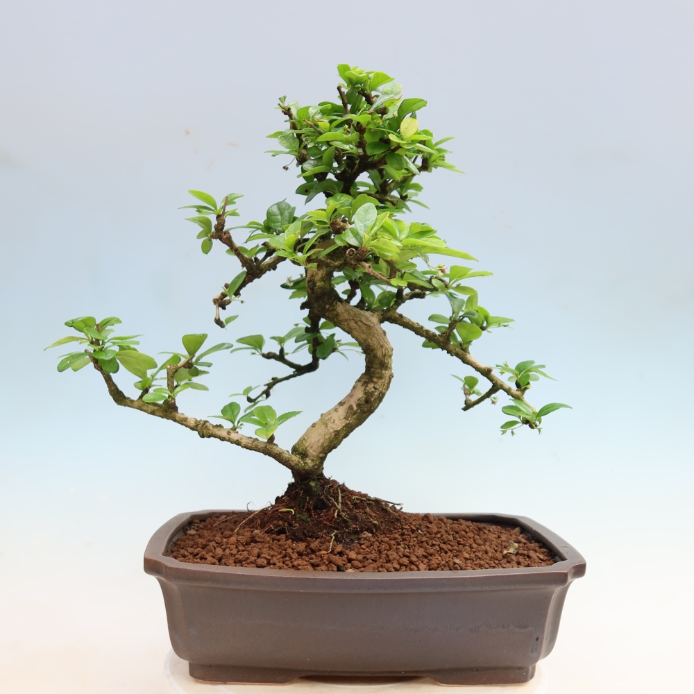 Zimmer-Bonsai - Carmona macrophylla - Tee-Fuki