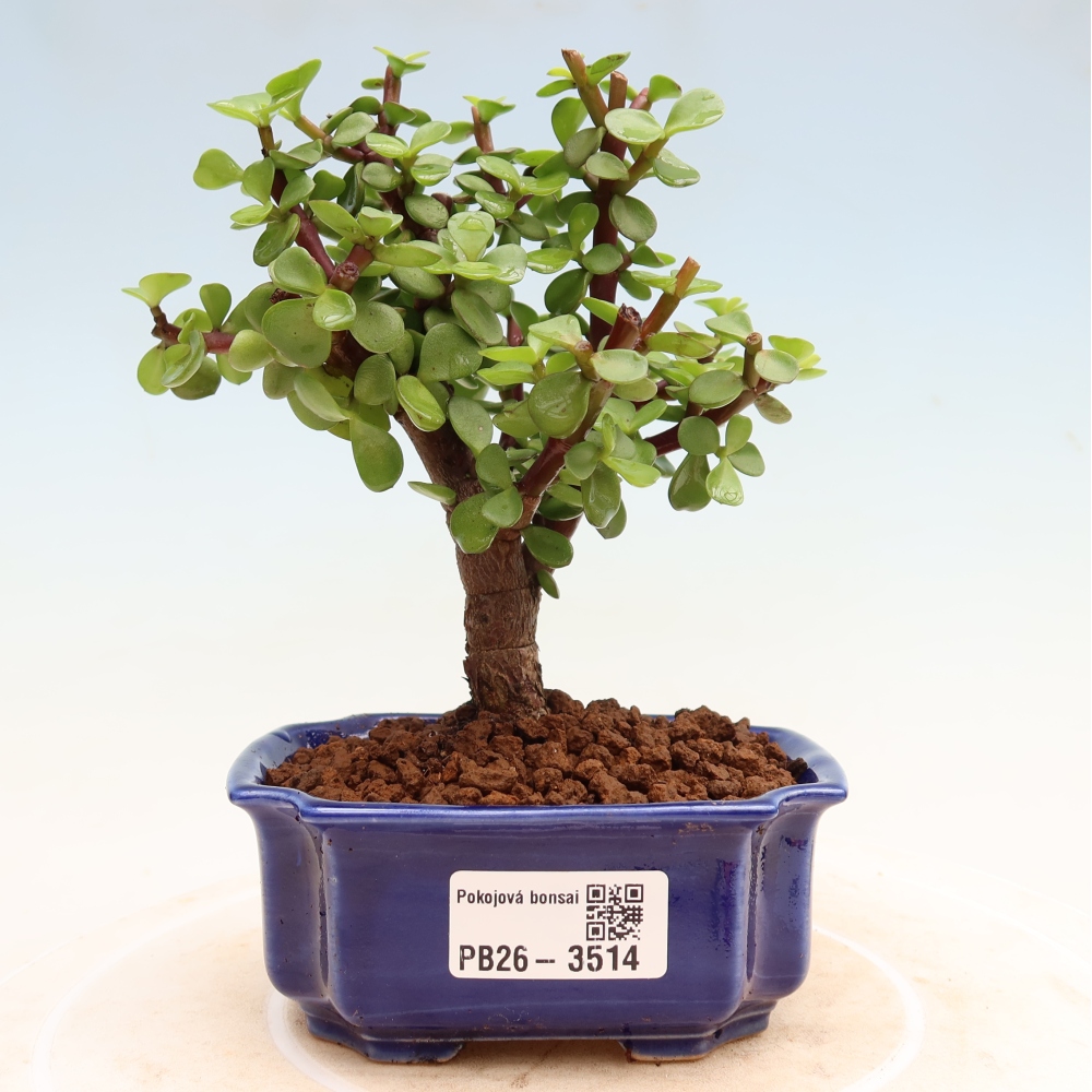 Zimmer Bonsai - Portulakaria Afra - Tlustice