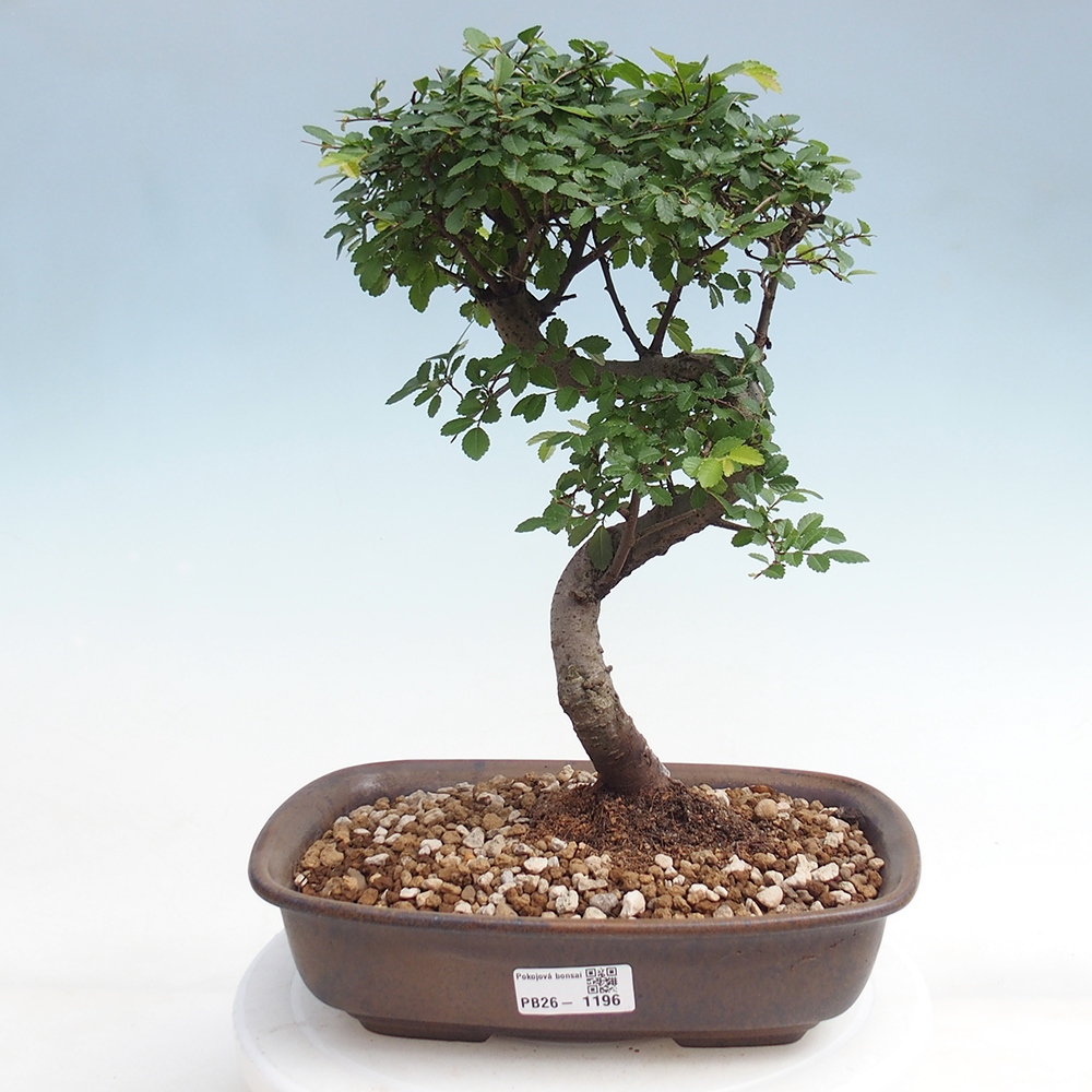 Zimmerbonsai - Ulmus parvifolia - Kleinblättrige Ulme