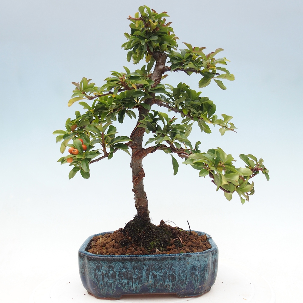 Freiland-Bonsai-Pyracantha Teton -Hlox
