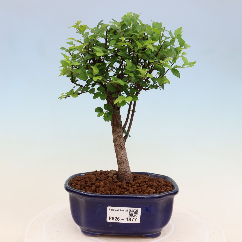 Zimmerbonsai - Ulmus parvifolia - Kleinblättrige Ulme