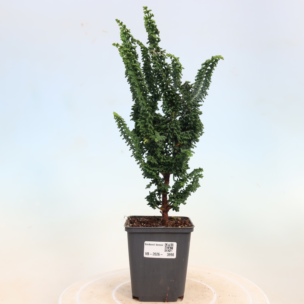 Bonsai für draußen - Cham. obtusa SEKKA HINOKI - Zypresse