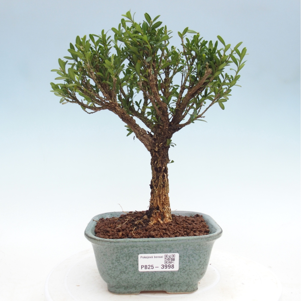 Zimmer Bonsai - Buxus harlandii - Korkbuxus