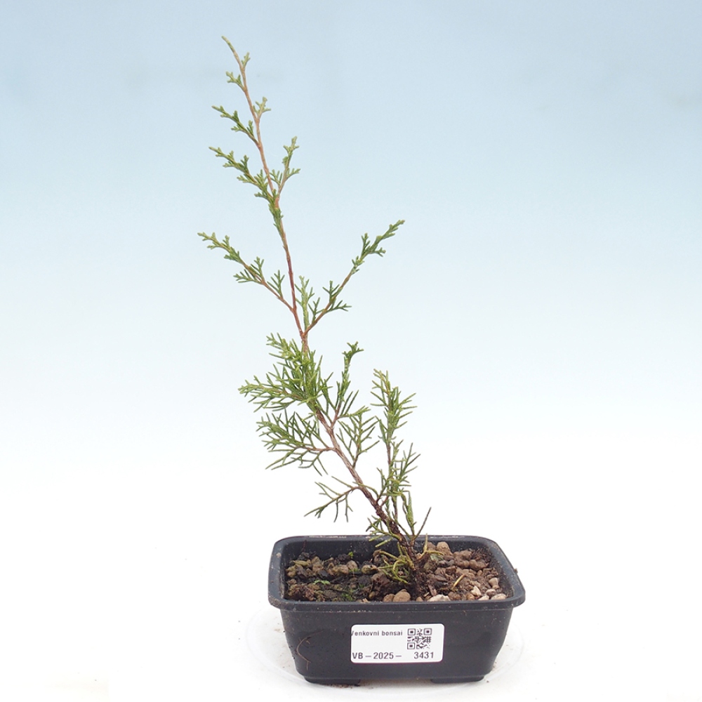 Bonsai für draußen - Juniperus chinensis Itoigawa