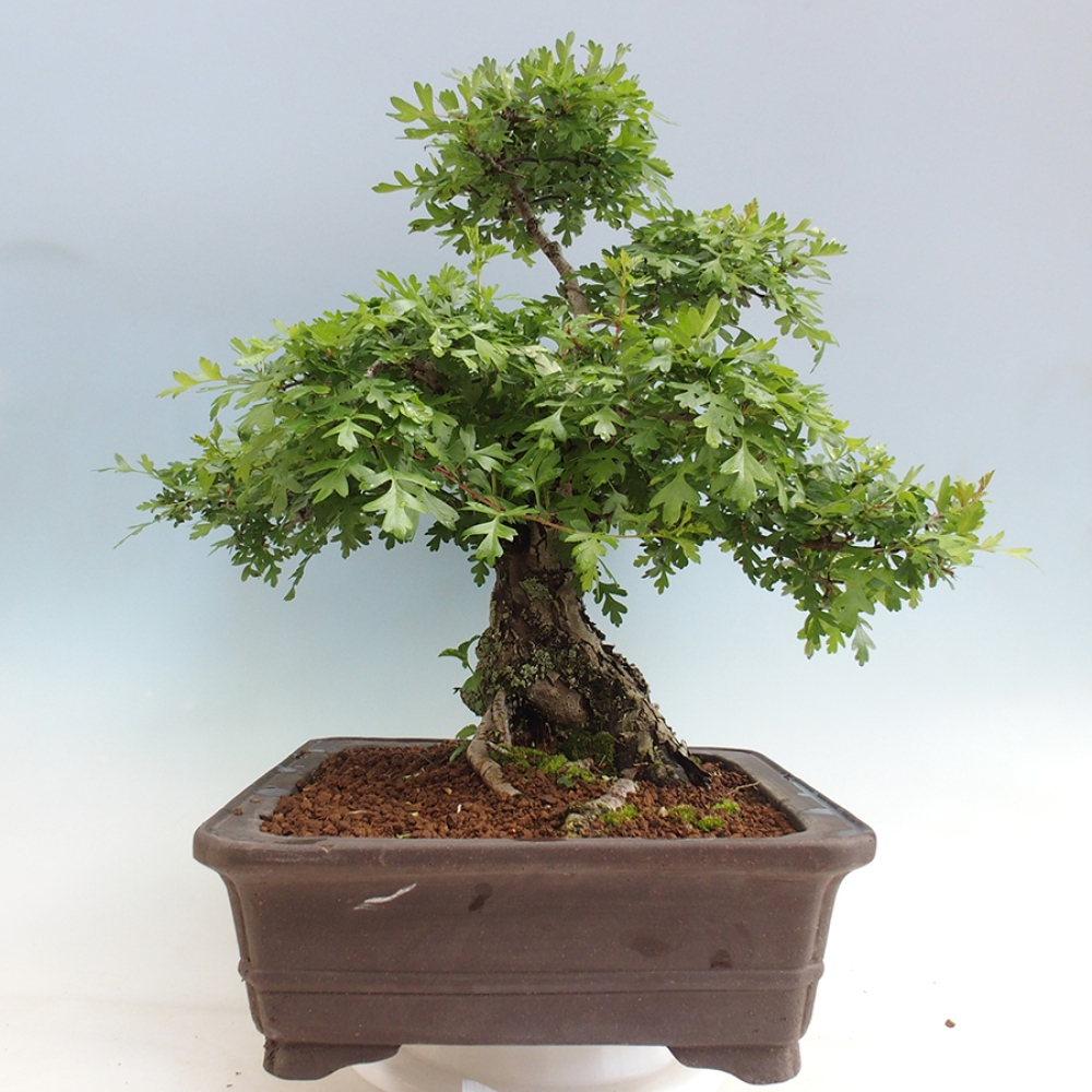 Bonsai für draußen - Weißdorn - Crataegus monogyna