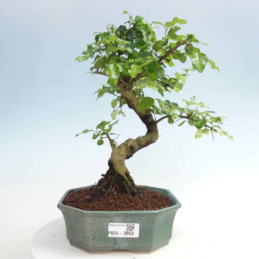 Zimmer Bonsai -Ligustrum chinensis - Vogelschnabel
