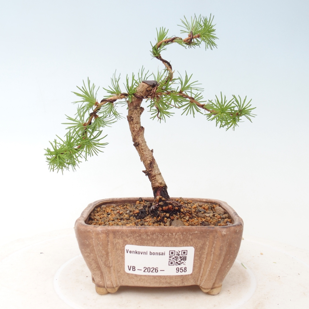 Bonsai für draußen - Larix Kaempferi - Japanische Lärche