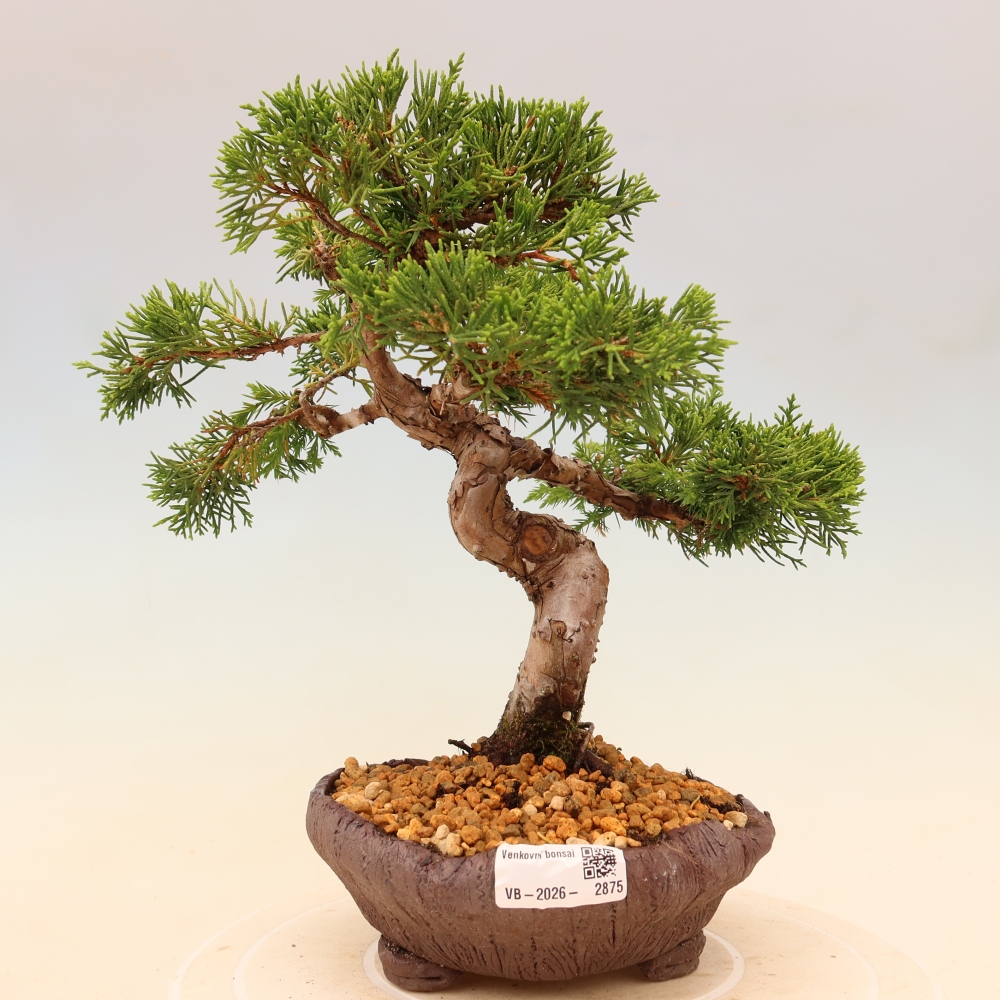 Bonsai für draußen - Juniperus chinensis Itoigawa