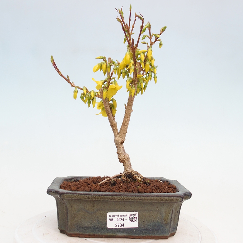 Bonsai für draußen - Zlatice - Forsythia intermedia