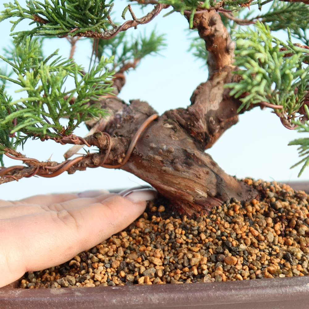Bonsai für draußen - Juniperus chinensis Itoigawa