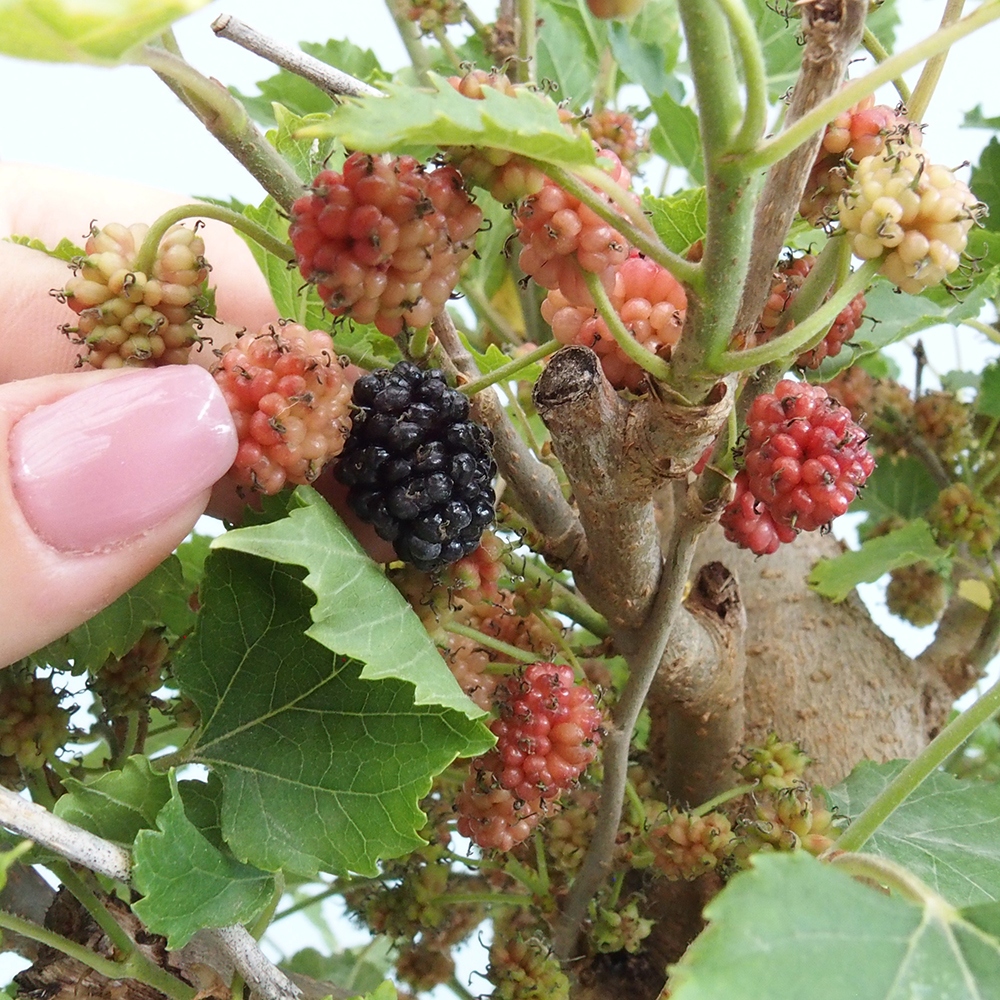 Bonsai für draußen -Morus alba - Maulbeere