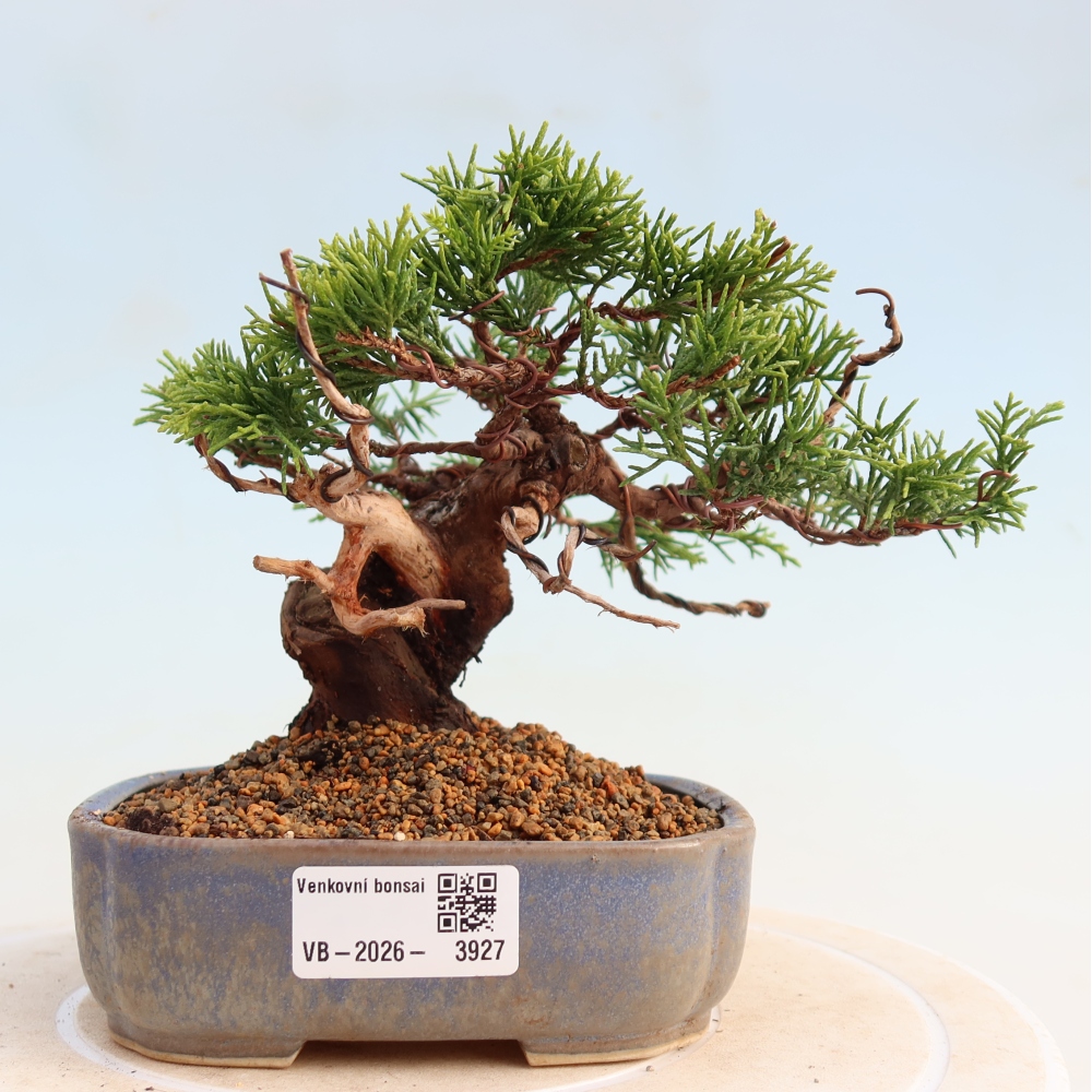 Bonsai für draußen - Juniperus chinensis Itoigawa