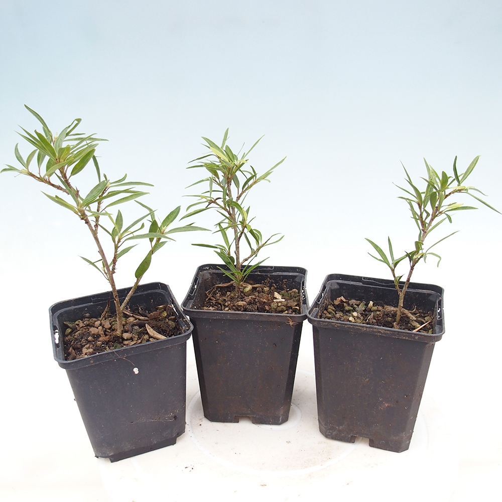 Zimmerbonsai - Ficus nerifolia - kleinblättriger Ficus im Container