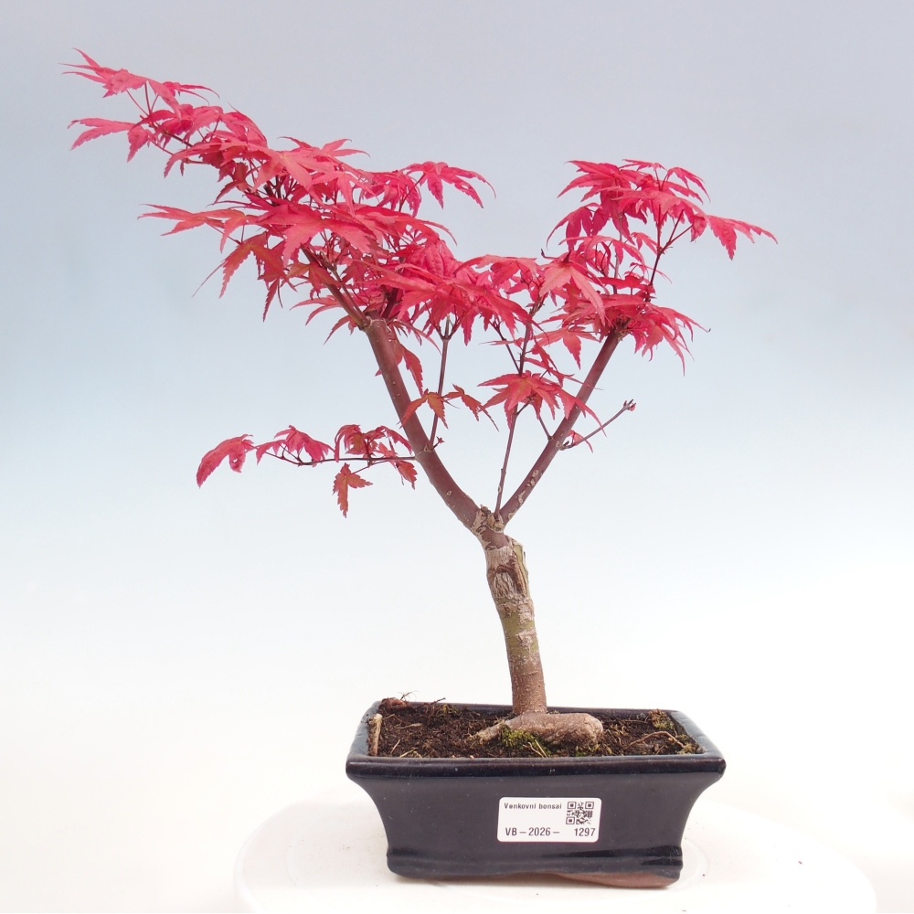 Bonsai für draußen - Acer palmatum DESHOJO
