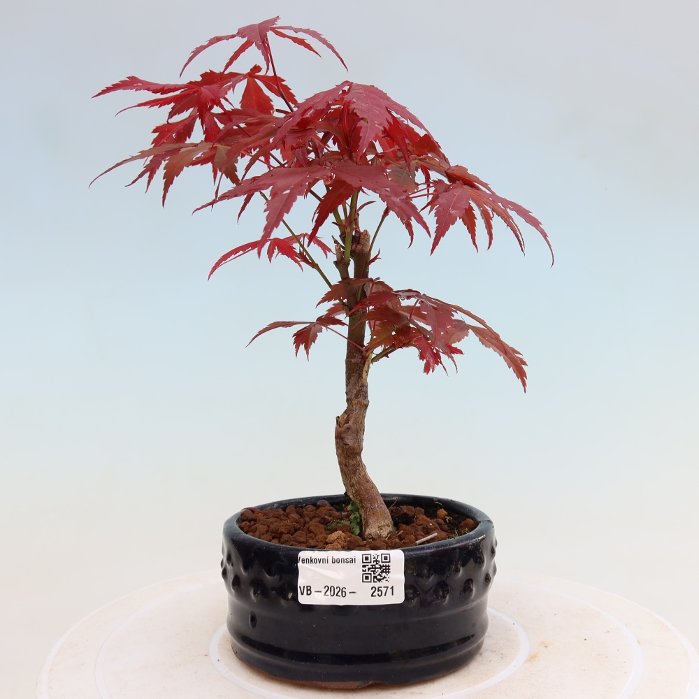 Bonsai für draußen - Acer-Palme. Atropurpureum-Javor palmate