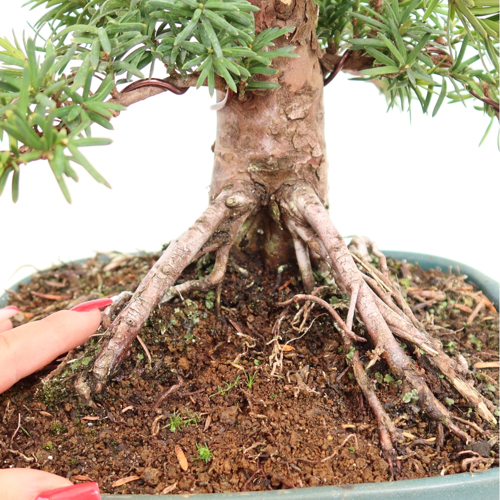 Bonsai für draußen - Taxus cuspidata - Japanische Eibe