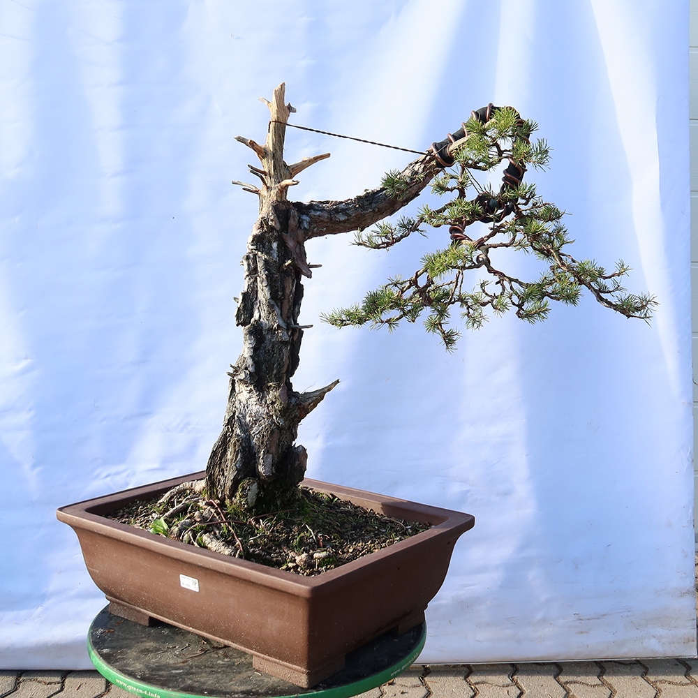 Pinus sylvestris Spanien – Waldkiefer