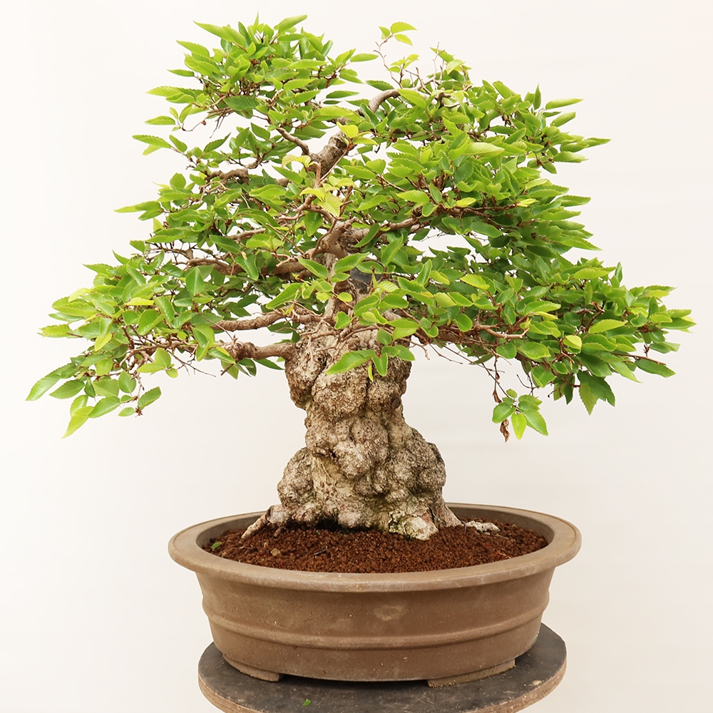 Bonsai für draußen - Karpinus Coreana - Koreanische Hainbuche