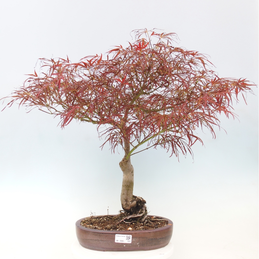 Bonsai für draußen - Acer palmatum RED PYGMY