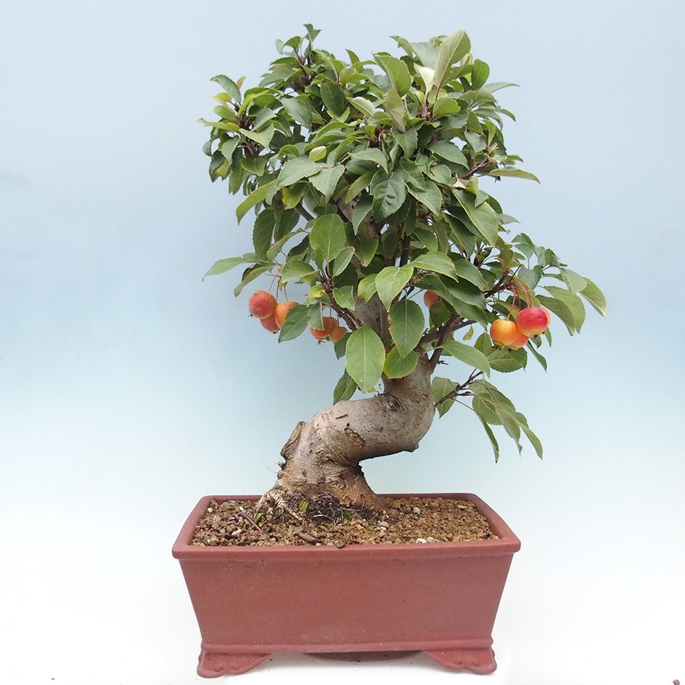 Outdoor-Bonsai -Malus halliana - Kleinfrüchtiger Apfelbaum