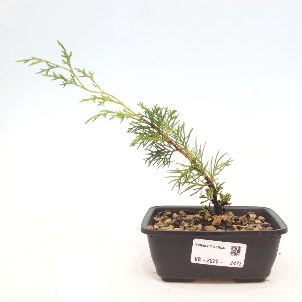 Bonsai für draußen - Juniperus chinensis Itoigawa