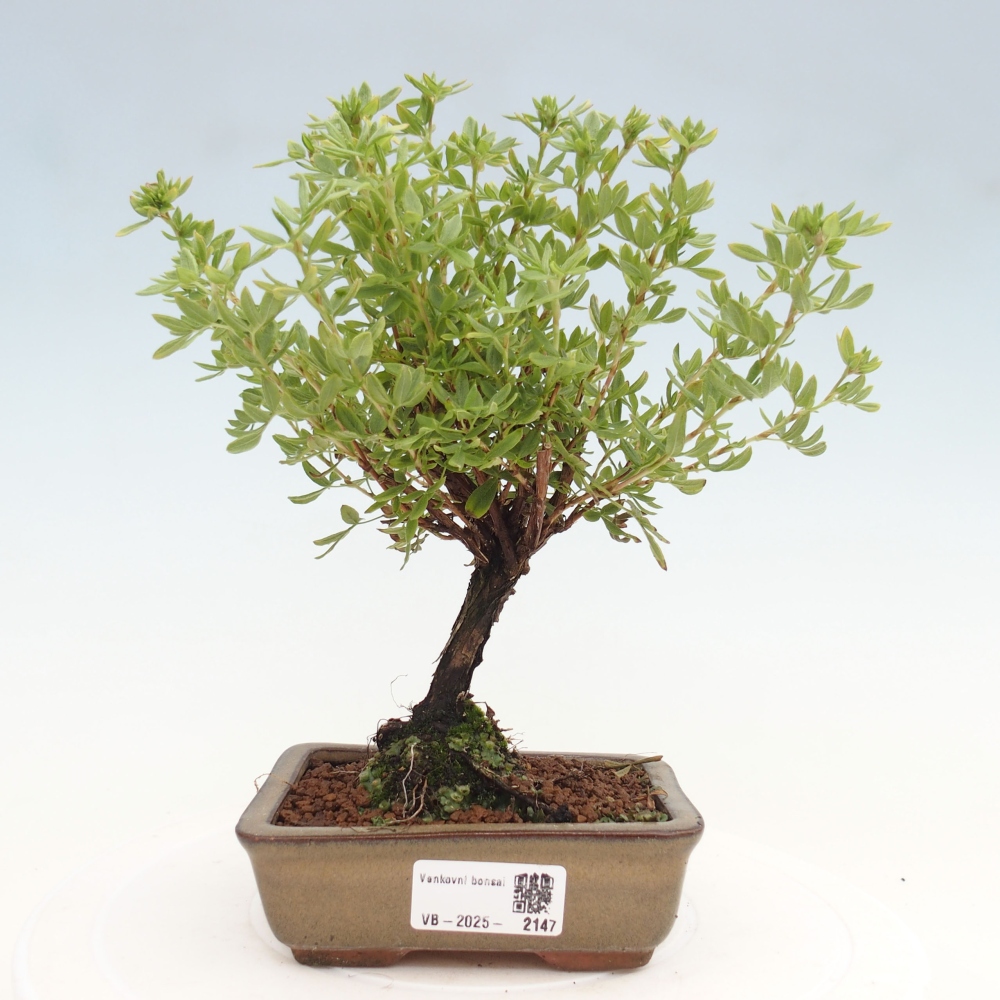 Bonsai für draußen - Potentila fruticosa gelber Vogel