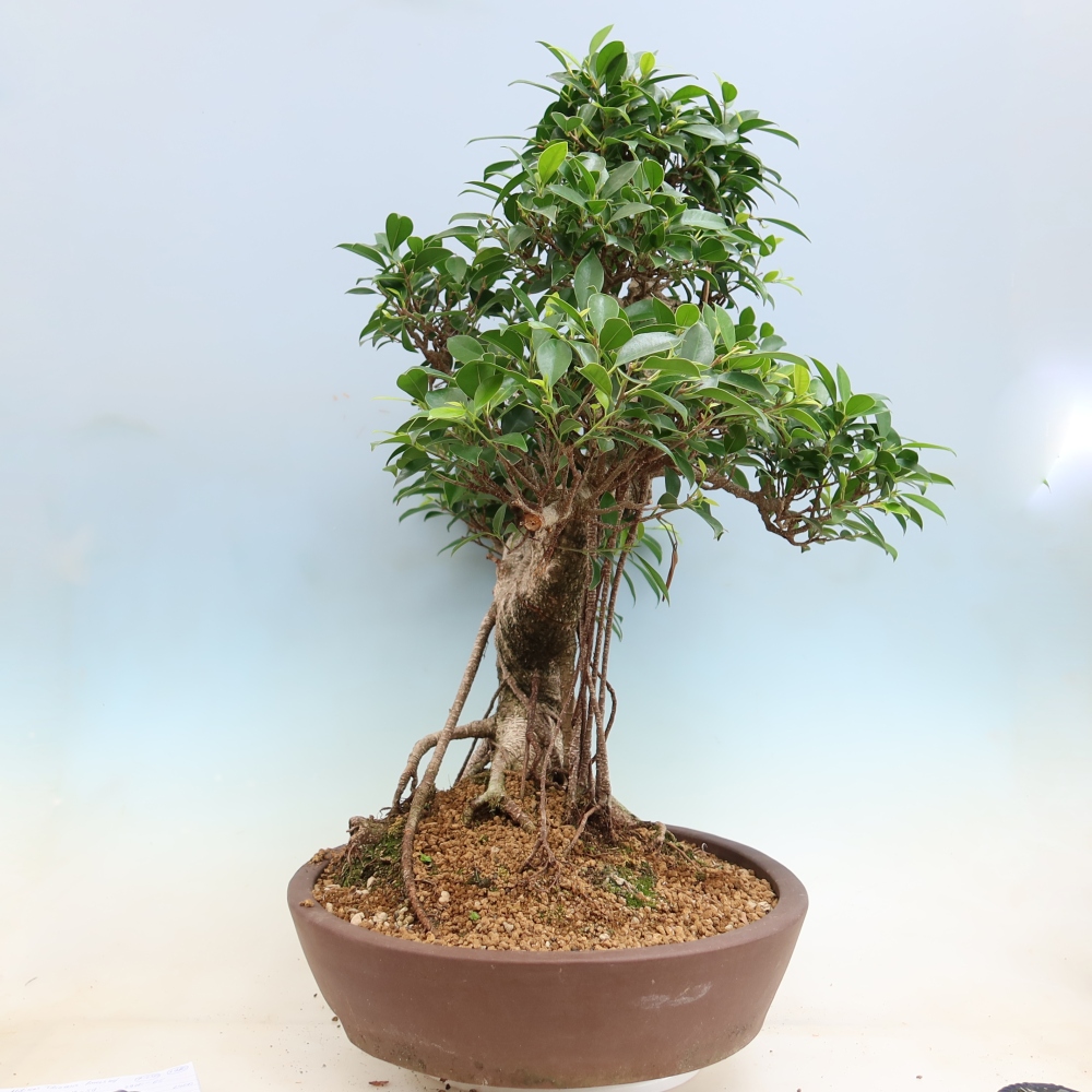 Zimmerbonsai - Ficus kimmen - Kleinblättriger Ficus
